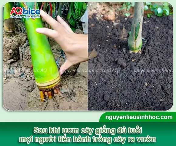 Cách Trồng Cau Từ Hạt: Ươm Cây Cau Giống Từ Quả Chín Tại Nhà
