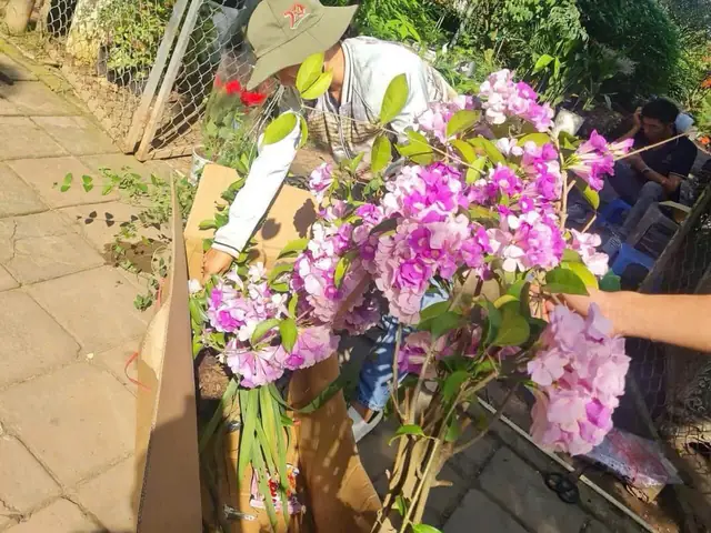 Hướng Dẫn Cách Trồng Và Chăm Sóc Cây Ánh Hồng (dây Lan Tỏi) Từ A-Z: Kỹ Thuật, Nhân Giống & Xử Lý Sự Cố Hướng Dẫn Cách Trồng Và Chăm Sóc Cây Ánh Hồng (dây Lan Tỏi) Từ A-Z: Kỹ Thuật, Nhân Giống & Xử Lý Sự Cố