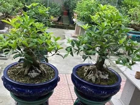 Cách Trồng Cây Bạc Hà Ở Miền Bắc: Thời Vụ, Kỹ Thuật Và Chăm Sóc