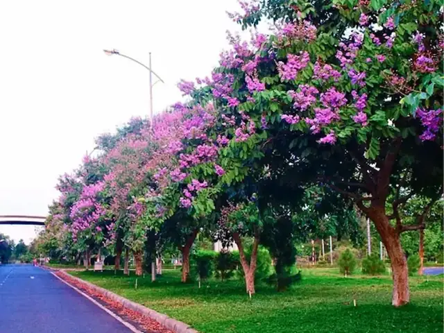 Cách Trồng Cây Bằng Lăng Nước Đúng Kỹ Thuật Từ Chọn Giống Đến Cho Hoa Nở Nhiều