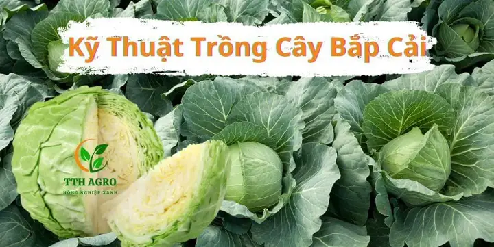 Cách Trồng Bắp Cải Mau Lớn, Nhanh Cuốn Và Khỏe Mạnh