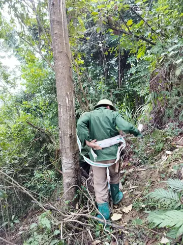Cách Trồng Cây Bồ Đề Đẹp: Gieo Hạt Và Chăm Sóc Tại Nhà Cách Trồng Cây Bồ Đề Đẹp: Gieo Hạt Và Chăm Sóc Tại Nhà