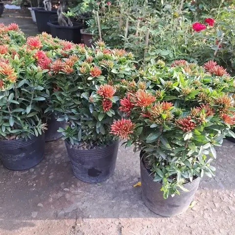 Hướng Dẫn Cách Trồng Cây Bông Trang Thái (mẫu Đơn Ta) Chuẩn Kỹ Thuật: Từ Chọn Giống, Trồng Chậu/đất Đến Chăm Sóc Ra Hoa Quanh Năm