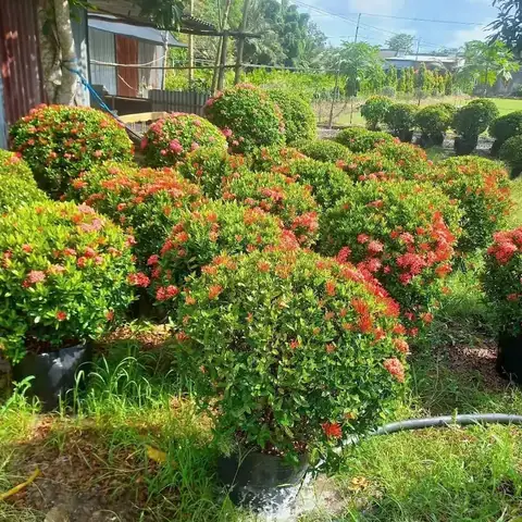 Hướng Dẫn Cách Trồng Cây Bông Trang Thái (mẫu Đơn Ta) Chuẩn Kỹ Thuật: Từ Chọn Giống, Trồng Chậu/đất Đến Chăm Sóc Ra Hoa Quanh Năm
