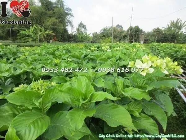 Cách Trồng Cây Bướm Bạc: Hướng Dẫn Chăm Sóc Từ A–Z Cách Trồng Cây Bướm Bạc: Hướng Dẫn Chăm Sóc Từ A–Z