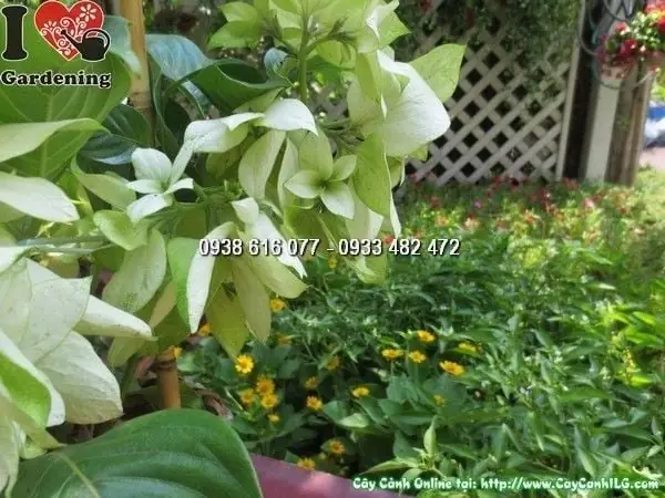 Cách Trồng Cây Bướm Bạc: Hướng Dẫn Chăm Sóc Từ A–Z Cách Trồng Cây Bướm Bạc: Hướng Dẫn Chăm Sóc Từ A–Z