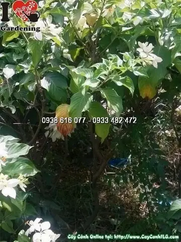 Cách Trồng Cây Bướm Bạc: Hướng Dẫn Chăm Sóc Từ A–Z Cách Trồng Cây Bướm Bạc: Hướng Dẫn Chăm Sóc Từ A–Z