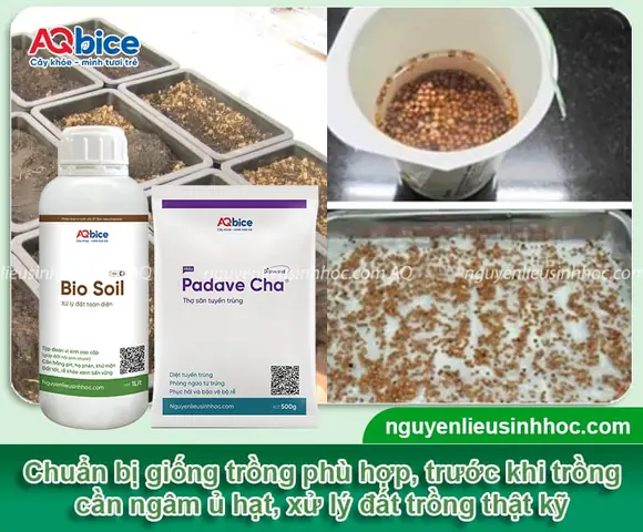 Hướng Dẫn Cách Trồng Cây Cải Sinh Học Tại Nhà: Quy Trình Kỹ Thuật Hữu Cơ Từ A-Z Cho Người Mới Bắt Đầu Hướng Dẫn Cách Trồng Cây Cải Sinh Học Tại Nhà: Quy Trình Kỹ Thuật Hữu Cơ Từ A-Z Cho Người Mới Bắt Đầu