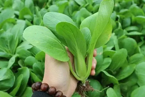 Hướng Dẫn Cách Trồng Cây Cải Sinh Học Tại Nhà: Quy Trình Kỹ Thuật Hữu Cơ Từ A-Z Cho Người Mới Bắt Đầu Hướng Dẫn Cách Trồng Cây Cải Sinh Học Tại Nhà: Quy Trình Kỹ Thuật Hữu Cơ Từ A-Z Cho Người Mới Bắt Đầu