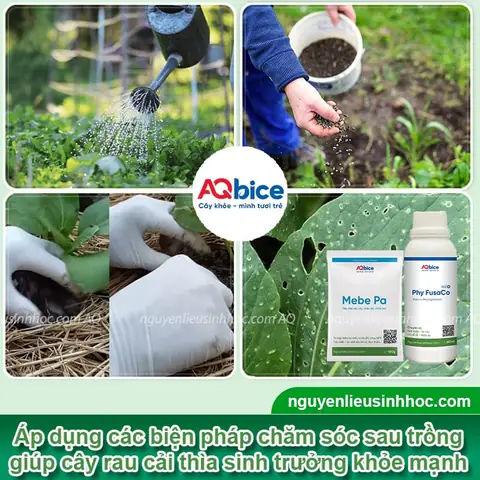Hướng Dẫn Cách Trồng Cây Cải Sinh Học Tại Nhà: Quy Trình Kỹ Thuật Hữu Cơ Từ A-Z Cho Người Mới Bắt Đầu Hướng Dẫn Cách Trồng Cây Cải Sinh Học Tại Nhà: Quy Trình Kỹ Thuật Hữu Cơ Từ A-Z Cho Người Mới Bắt Đầu