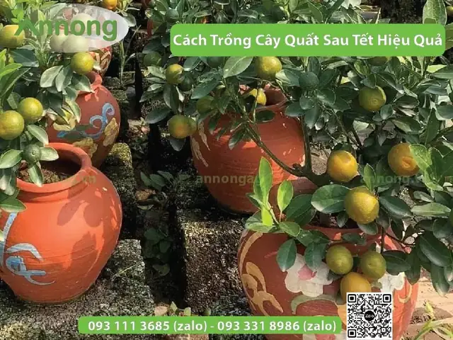 Cách Trồng Cây Cam Chanh Sau Tết: Hướng Dẫn Từng Bước Và Lưu Ý Cần Thiết