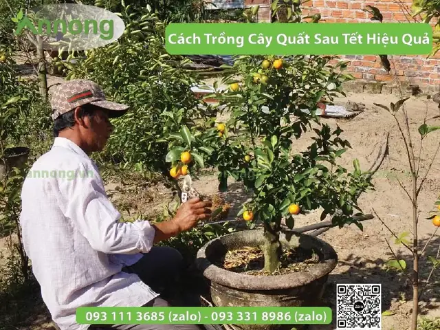 Cách Trồng Cây Cam Chanh Sau Tết: Hướng Dẫn Từng Bước Và Lưu Ý Cần Thiết