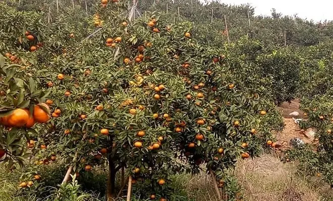 Cách Trồng Cây Cam Để Bàn Cho Người Mới: Chọn Giống, Trồng Chậu Và Chăm Sóc
