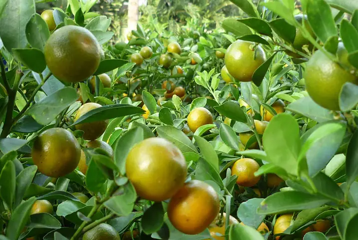 Cách Trồng Cam Đường (cam Canh) Đúng Kỹ Thuật: Chọn Giống, Chăm Sóc Và Ra Quả