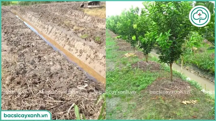Cách Trồng Cây Cam Sành Bằng Hạt: Hướng Dẫn Nảy Mầm, Chăm Sóc Và Ra Quả Cách Trồng Cây Cam Sành Bằng Hạt: Hướng Dẫn Nảy Mầm, Chăm Sóc Và Ra Quả