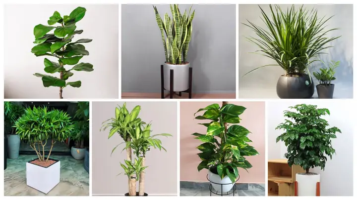 Cách Trồng Và Chăm Sóc Cây Cảnh Mini Nhỏ Trong Nhà Cho Người Mới Bắt Đầu Cách Trồng Và Chăm Sóc Cây Cảnh Mini Nhỏ Trong Nhà Cho Người Mới Bắt Đầu