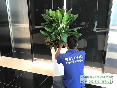 Cách Trồng Và Chăm Sóc Cây Cảnh Mini Nhỏ Trong Nhà Cho Người Mới Bắt Đầu Cách Trồng Và Chăm Sóc Cây Cảnh Mini Nhỏ Trong Nhà Cho Người Mới Bắt Đầu