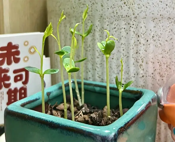 Hướng Dẫn Cách Trồng Cây Cảnh Từ Hạt Đơn Giản Tại Nhà: Từ Chuẩn Bị, Ươm Nảy Đến Chăm Sóc Cho Người Mới Bắt Đầu