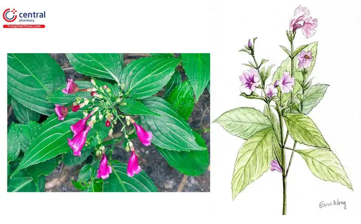 Hướng Dẫn Cách Trồng Cây Chàm Mèo (thanh Đại) Từ A-Z: Kỹ Thuật, Chăm Sóc, Thu Hái Và Kinh Nghiệm Chọn Giống Hướng Dẫn Cách Trồng Cây Chàm Mèo (thanh Đại) Từ A-Z: Kỹ Thuật, Chăm Sóc, Thu Hái Và Kinh Nghiệm Chọn Giống