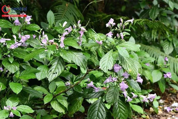 Hướng Dẫn Cách Trồng Cây Chàm Mèo (thanh Đại) Từ A-Z: Kỹ Thuật, Chăm Sóc, Thu Hái Và Kinh Nghiệm Chọn Giống Hướng Dẫn Cách Trồng Cây Chàm Mèo (thanh Đại) Từ A-Z: Kỹ Thuật, Chăm Sóc, Thu Hái Và Kinh Nghiệm Chọn Giống