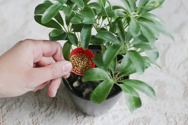 Hướng Dẫn Cách Trồng Cây Chân Chim (ngũ Gia Bì) Tại Nhà: Từ Nhân Giống, Chăm Sóc Đến Ý Nghĩa Phong Thủy Hướng Dẫn Cách Trồng Cây Chân Chim (ngũ Gia Bì) Tại Nhà: Từ Nhân Giống, Chăm Sóc Đến Ý Nghĩa Phong Thủy
