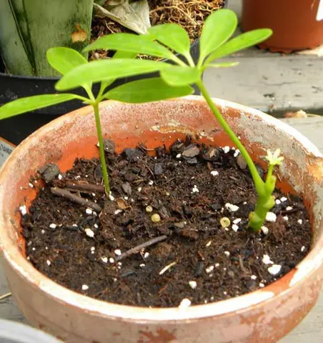Hướng Dẫn Cách Trồng Cây Chân Chim (ngũ Gia Bì) Tại Nhà: Từ Nhân Giống, Chăm Sóc Đến Ý Nghĩa Phong Thủy Hướng Dẫn Cách Trồng Cây Chân Chim (ngũ Gia Bì) Tại Nhà: Từ Nhân Giống, Chăm Sóc Đến Ý Nghĩa Phong Thủy