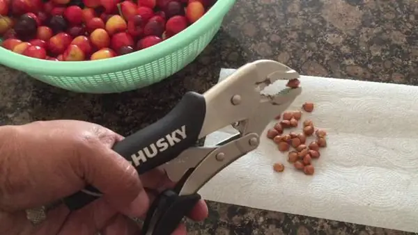 Cách Trồng Cây Cherry Ở Việt Nam Hiệu Quả: Chọn Giống Phù Hợp, Kỹ Thuật A-Z & Bí Quyết Cho Trái Nhanh Cách Trồng Cây Cherry Ở Việt Nam Hiệu Quả: Chọn Giống Phù Hợp, Kỹ Thuật A-Z & Bí Quyết Cho Trái Nhanh