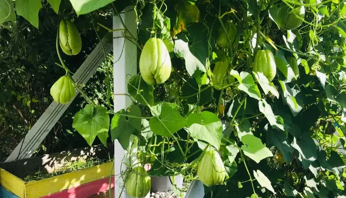 Hướng Dẫn Chi Tiết Cách Trồng Cây Chít Tại Nhà Cho Năng Suất Cao Hướng Dẫn Chi Tiết Cách Trồng Cây Chít Tại Nhà Cho Năng Suất Cao
