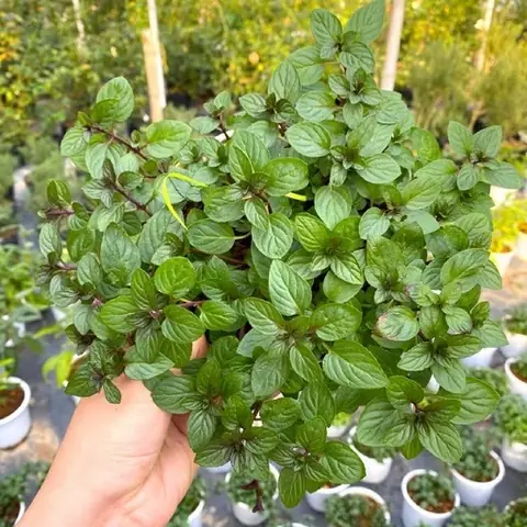 Cách Trồng Cây Chocomint Tại Nhà: Hướng Dẫn Cho Người Mới