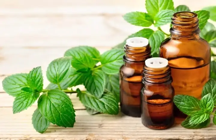 Cách Trồng Cây Chocomint Tại Nhà: Hướng Dẫn Cho Người Mới