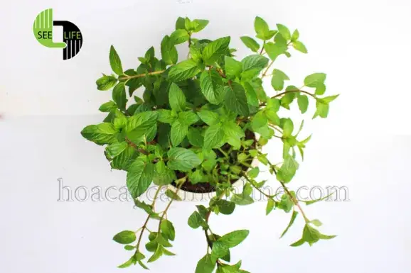 Cách Trồng Cây Chocomint Tại Nhà: Hướng Dẫn Cho Người Mới