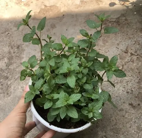 Cách Trồng Cây Chocomint Tại Nhà: Hướng Dẫn Cho Người Mới