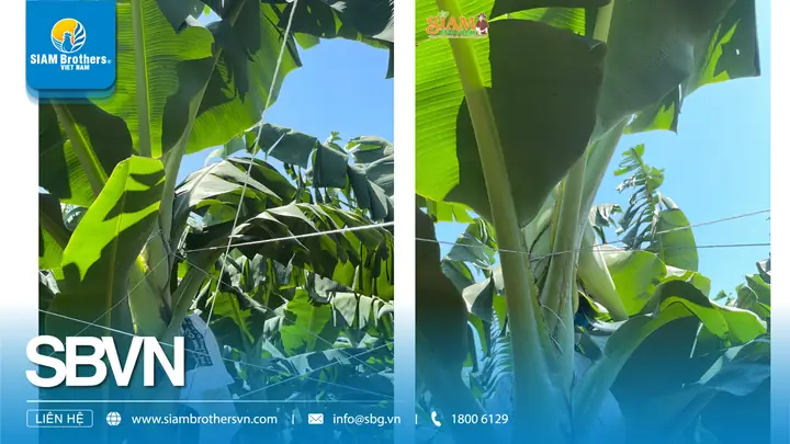 Cách Trồng Cây Chuối Không Bị Đổ Mất Thăng Bằng: Hướng Dẫn Chi Tiết Từ Chuẩn Bị Đất Đến Kỹ Thuật Cột Dây Chống Gió Cách Trồng Cây Chuối Không Bị Đổ Mất Thăng Bằng: Hướng Dẫn Chi Tiết Từ Chuẩn Bị Đất Đến Kỹ Thuật Cột Dây Chống Gió