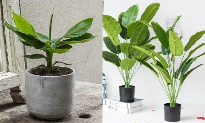 Cách Trồng Cây Chuối Lùn Trong Chậu Ra Trái Cho Người Mới Bắt Đầu
