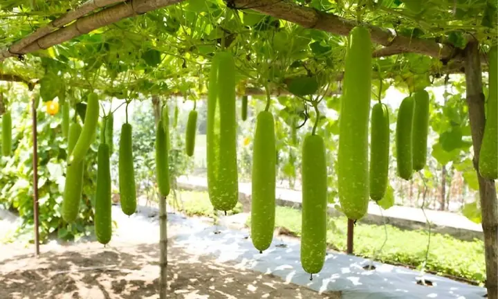 Hướng Dẫn Cách Trồng Cây Bầu Tại Nhà Từ A-Z: Kỹ Thuật Ươm, Chăm Sóc, Đẻ Phấn Và Thu Hoạch Hiệu Quả Hướng Dẫn Cách Trồng Cây Bầu Tại Nhà Từ A-Z: Kỹ Thuật Ươm, Chăm Sóc, Đẻ Phấn Và Thu Hoạch Hiệu Quả