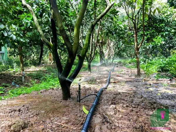 Hướng Dẫn Kỹ Thuật Trồng Và Chăm Sóc Cây Có Múi (cam, Quýt, Bưởi, Chanh) Hiệu Quả Cao Từ A-Z Hướng Dẫn Kỹ Thuật Trồng Và Chăm Sóc Cây Có Múi (cam, Quýt, Bưởi, Chanh) Hiệu Quả Cao Từ A-Z