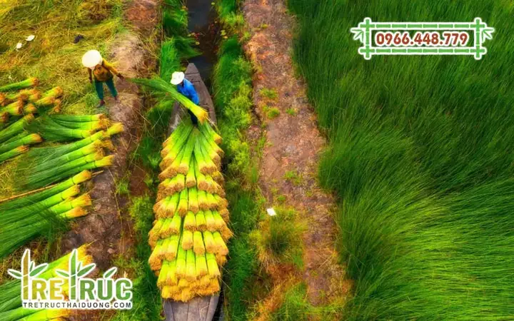 Hướng Dẫn Cách Trồng Cây Cói (cây Lác) Đúng Kỹ Thuật: Từ Chọn Giống, Chuẩn Bị Đất Đến Chăm Sóc, Thu Hoạch Theo Từng Loại Hướng Dẫn Cách Trồng Cây Cói (cây Lác) Đúng Kỹ Thuật: Từ Chọn Giống, Chuẩn Bị Đất Đến Chăm Sóc, Thu Hoạch Theo Từng Loại