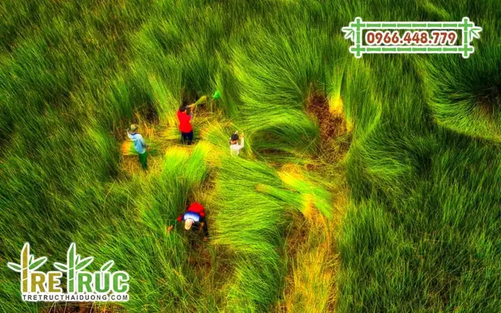 Hướng Dẫn Cách Trồng Cây Cói (cây Lác) Đúng Kỹ Thuật: Từ Chọn Giống, Chuẩn Bị Đất Đến Chăm Sóc, Thu Hoạch Theo Từng Loại Hướng Dẫn Cách Trồng Cây Cói (cây Lác) Đúng Kỹ Thuật: Từ Chọn Giống, Chuẩn Bị Đất Đến Chăm Sóc, Thu Hoạch Theo Từng Loại