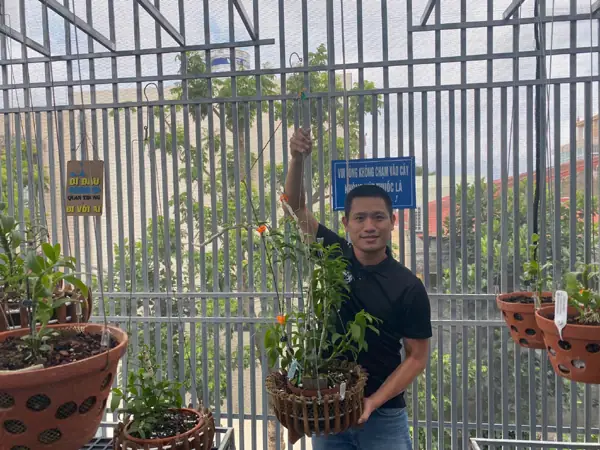 Hướng Dẫn Cách Trồng Cây Con Lan Phi Điệp Chi Tiết Từ A-Z (kèm Video Minh Họa) Cho Người Mới Bắt Đầu