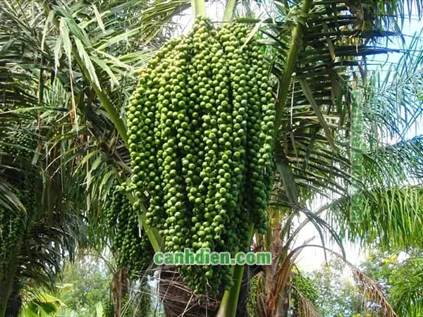 Cách Trồng Cây Đác: Kỹ Thuật Chi Tiết Từ Gieo Hạt Đến Chăm Sóc