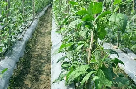 Hướng Dẫn Cách Trồng Đậu Cove (đậu Đũa) Leo & Lùn Tại Nhà: Từ Chọn Giống, Gieo Trồng Đến Chăm Sóc Sai Quả, Chuẩn Vietgap