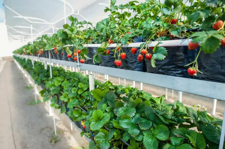 Hướng Dẫn Trồng Dâu Tây F1 Từ Hạt Giống Chi Tiết: Quy Trình Làm Lạnh, Gieo Trồng & Chăm Sóc Cho Người Mới Bắt Đầu Hướng Dẫn Trồng Dâu Tây F1 Từ Hạt Giống Chi Tiết: Quy Trình Làm Lạnh, Gieo Trồng & Chăm Sóc Cho Người Mới Bắt Đầu