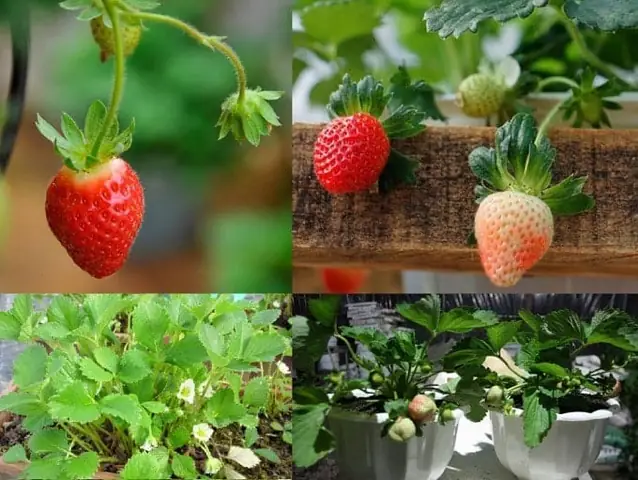 Hướng Dẫn Trồng Dâu Tây F1 Từ Hạt Giống Chi Tiết: Quy Trình Làm Lạnh, Gieo Trồng & Chăm Sóc Cho Người Mới Bắt Đầu Hướng Dẫn Trồng Dâu Tây F1 Từ Hạt Giống Chi Tiết: Quy Trình Làm Lạnh, Gieo Trồng & Chăm Sóc Cho Người Mới Bắt Đầu
