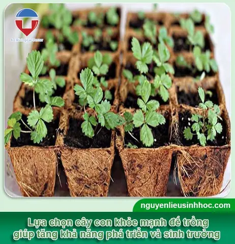 Hướng Dẫn Cách Trồng Dâu Tây Trong Thùng Xốp Tại Nhà Từ A-Z: Chuẩn Bị, Kỹ Thuật, Chăm Sóc & Thu Hoạch Trái Quanh Năm