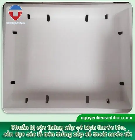 Hướng Dẫn Cách Trồng Dâu Tây Trong Thùng Xốp Tại Nhà Từ A-Z: Chuẩn Bị, Kỹ Thuật, Chăm Sóc & Thu Hoạch Trái Quanh Năm