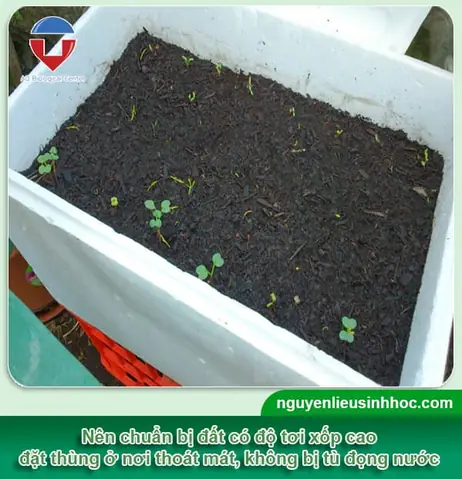 Hướng Dẫn Cách Trồng Dâu Tây Trong Thùng Xốp Tại Nhà Từ A-Z: Chuẩn Bị, Kỹ Thuật, Chăm Sóc & Thu Hoạch Trái Quanh Năm