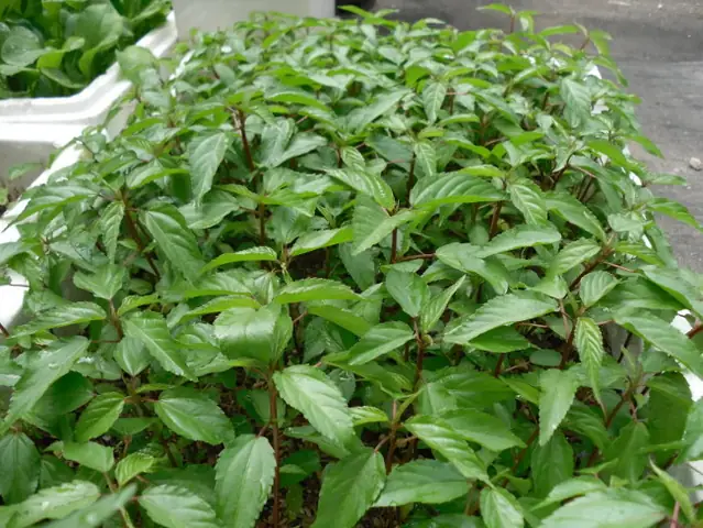Cách Trồng Rau Đay Tại Nhà: Hướng Dẫn Đầy Đủ Từ Giống Đến Thu Hoạch Cho Người Mới Cách Trồng Rau Đay Tại Nhà: Hướng Dẫn Đầy Đủ Từ Giống Đến Thu Hoạch Cho Người Mới