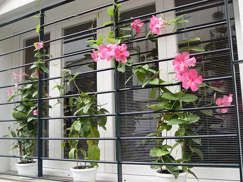 Hướng Dẫn Trồng Cây Dây Leo Thủy Canh (trong Nước) Tại Nhà: Kỹ Thuật, Loại Cây Phù Hợp & Chăm Sóc Chuẩn
