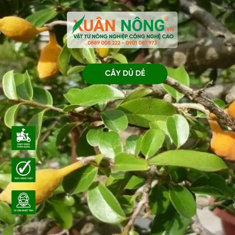 Hướng Dẫn Cách Trồng Cây Đê (dủ Dẻ) Trong Chậu Tại Nhà: Từ Gieo Hạt Đến Thu Hoạch Lá, Hoa Ăn Ngon, An Toàn Hướng Dẫn Cách Trồng Cây Đê (dủ Dẻ) Trong Chậu Tại Nhà: Từ Gieo Hạt Đến Thu Hoạch Lá, Hoa Ăn Ngon, An Toàn