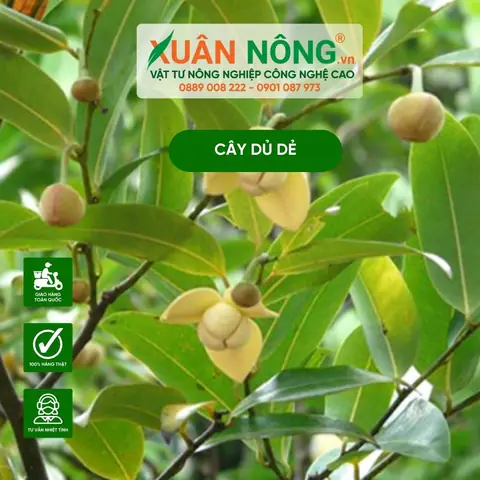 Hướng Dẫn Cách Trồng Cây Đê (dủ Dẻ) Trong Chậu Tại Nhà: Từ Gieo Hạt Đến Thu Hoạch Lá, Hoa Ăn Ngon, An Toàn Hướng Dẫn Cách Trồng Cây Đê (dủ Dẻ) Trong Chậu Tại Nhà: Từ Gieo Hạt Đến Thu Hoạch Lá, Hoa Ăn Ngon, An Toàn